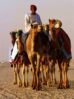 Race Camels Walk to Kuwait