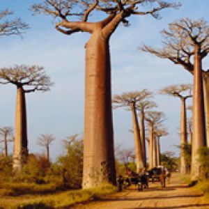 Madagascar Baobab Allee 