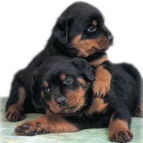 Rottweiler 