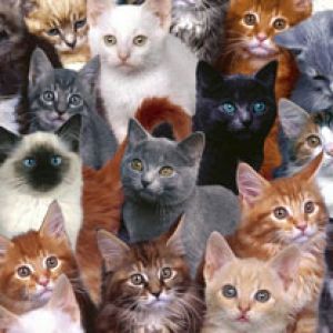 Collection of Kittens