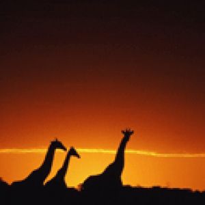 girafe