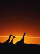 girafe