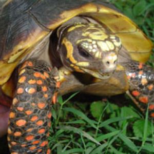 GUYANA Male