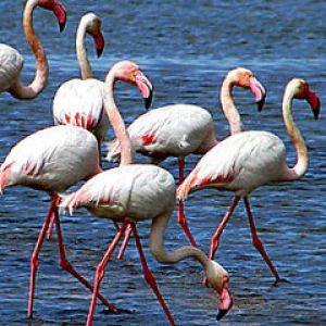 flamingos