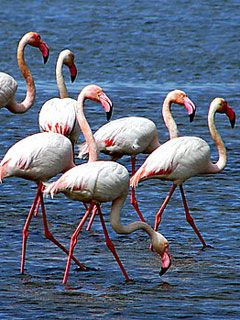 flamingos