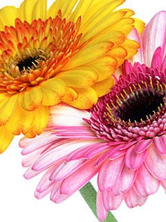 Gerbera Jamesonii