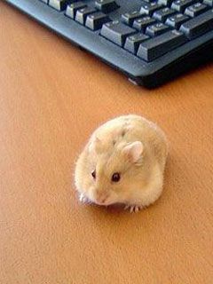 Cordless Mouse