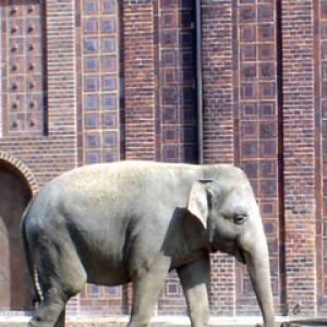 elefant
