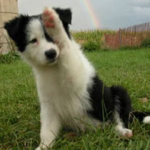 border collie