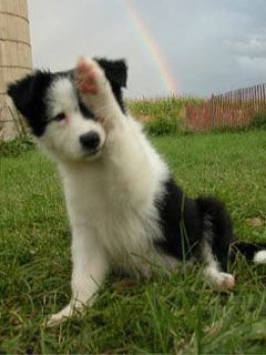 border collie