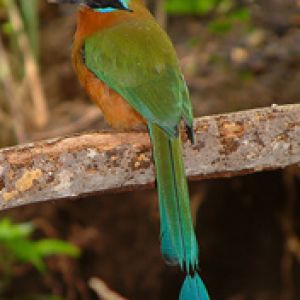 motmot