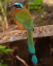 motmot