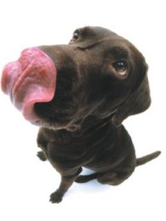 Labrador