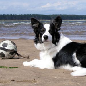 border collie