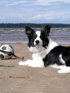 border collie