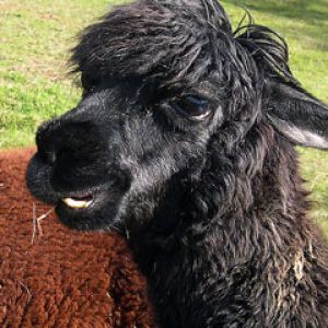 lama