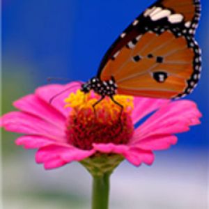 butterfly on pink flower