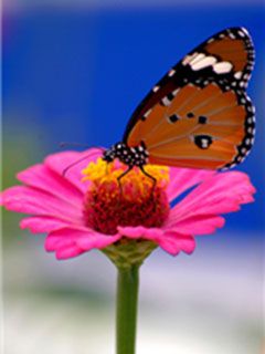 butterfly on pink flower