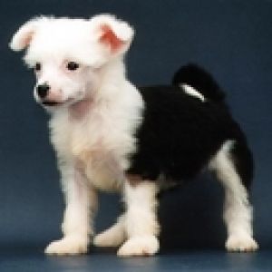 Doggie