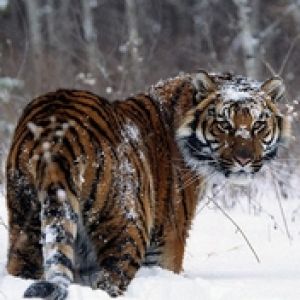 Tiger on snow