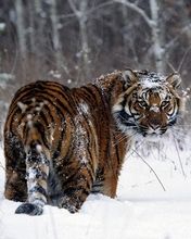 Tiger on snow