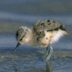 Bird on water