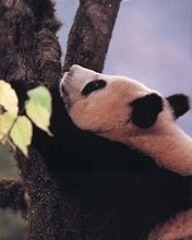 Panda na stromÄ?