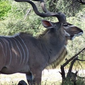 Bongo