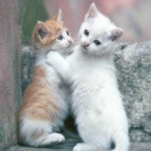Two kittens