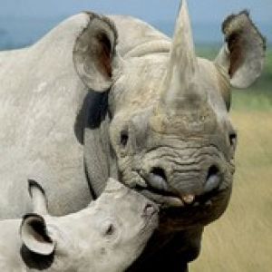Rhinos