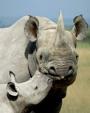 Rhinos