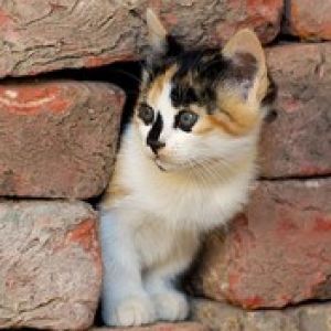Kitty in the wall