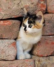 Kitty in the wall
