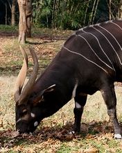 Eating Bongo