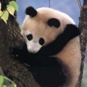 Panda on the tree