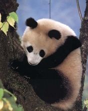 Panda on the tree