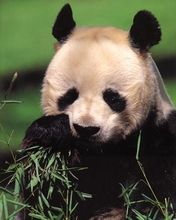 Eating Panda