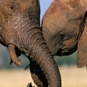 Elephants Friends