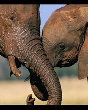 Elephants Friends