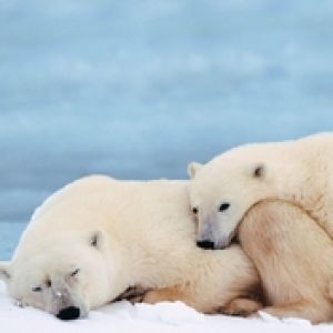 Polar Bears