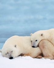 Polar Bears