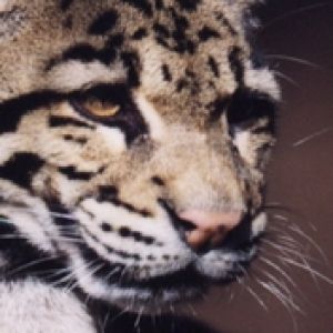Ocelot