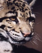 Ocelot