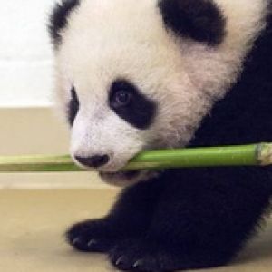 Eating Panda