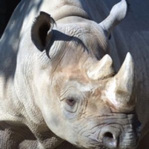 Rhino