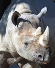 Rhino
