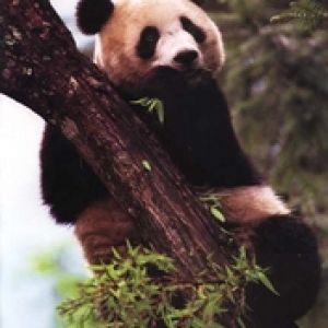 Tired Panda