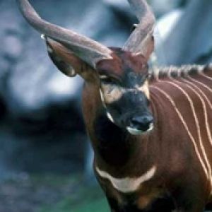 Tragelaphus euryceros