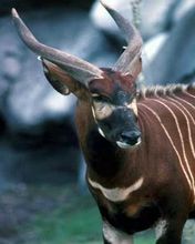 Tragelaphus euryceros