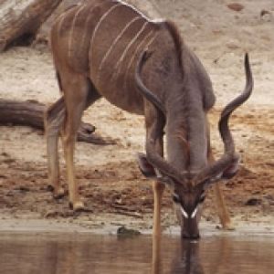Drinking Antilope